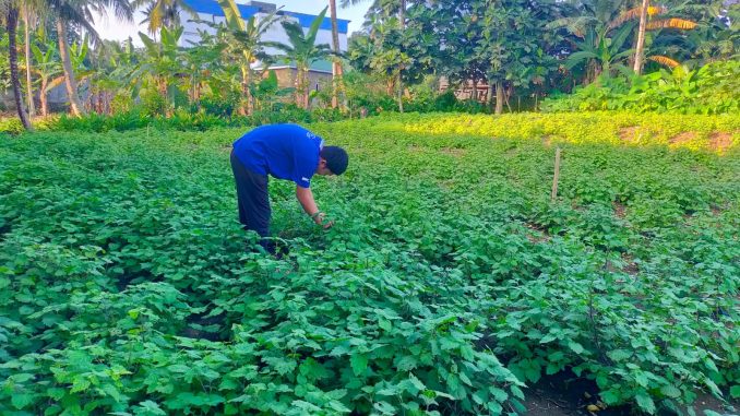 Wahyu, petani Nilam di Bombana