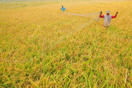 Ilustrasi.Mengejar target produksi pangan dengan padi varietas super dilakukan oleh Kementan bekerjasama dengan lembaga pangan nasional. ANTARA FOTO